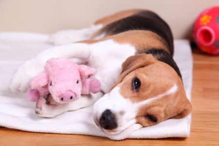 Four month old female Beagle puppy, sleepyの写真素材