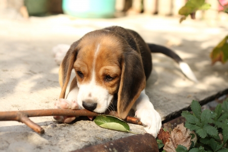 Small beagle puppy, two month old dog playing with a stickの写真素材