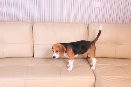 Female Beagle puppy on a white leather sofaの写真素材