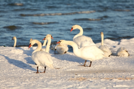 Swans in winter on frozen sea shore in Tallinn, Estoniaの写真素材