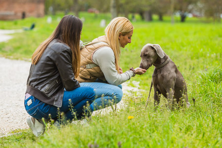 Two young friends with a dog for a walk in the park. Girl giving a biscuit to her weimaranerの写真素材