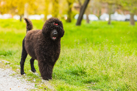 Full-length portrait of CÃ£o de Ã¡gua portuguÃªs alone, curly-coated black dog outdoors. Large advertising copy space in the green grass of the parkの写真素材