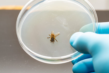 Macro of a honey bee in a petri dish in the biology laboratory. Blue gloved hand of a scientist...