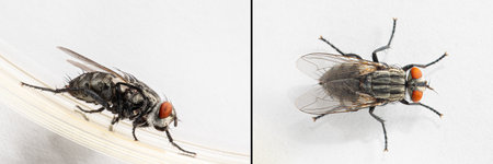 Collage of images with domestic flies isolated on white background. Lateral and top macros. Hygiene conceptの写真素材