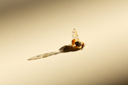 Close up side view dead fly lay on white table surface isolated background indoors with lit by...
