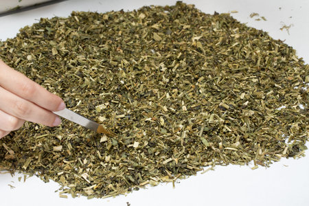 Side view hand pick with pincent sample from pile of dried green leafs spread on white table
