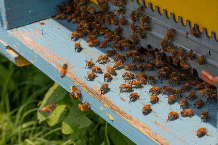 Arrify the hive with bees for the production of honey. Sustainable breeding that promotes plant pollinationの写真素材