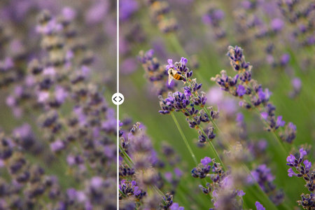 Low quality image before and after software enhancement. Simulation of digital blur, micro motion, grain and noise removal.の写真素材