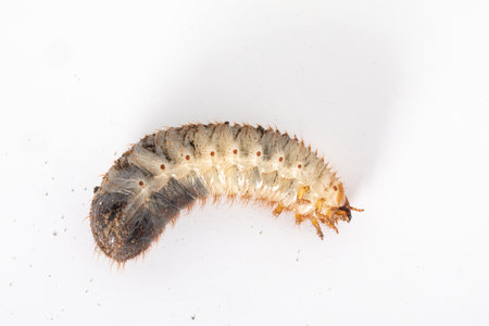 Macro of larva of Cetonia aurata, called the the green rose chafer, isolated on white background. A harmless beetle.の写真素材