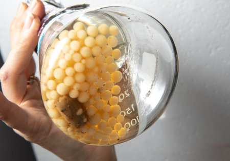 Shiitake fungal culture in flask for scientific studies