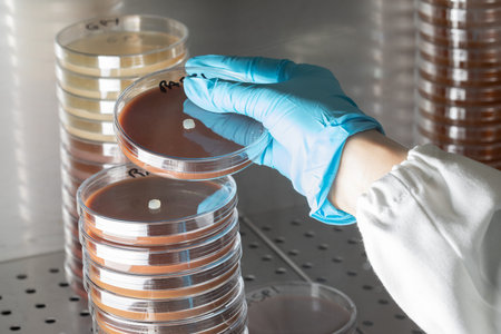 Scientist working in aseptic environment while handling Petri dishes by stacking them under sterile...