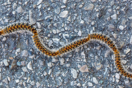 Macro of pine processionary larvae on the asphalt. Thaumetopoea pityocampa, a stinging hairy...