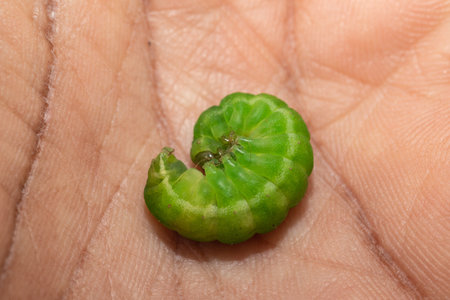 a small green shrimp larva