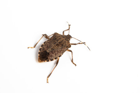 closeup of a bedbug (Cimex lectularius) on a white backgroundの写真素材