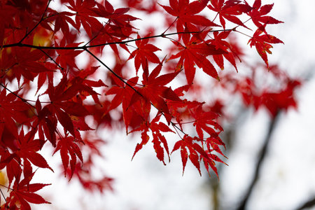 Branches with red maple leaves in autumn