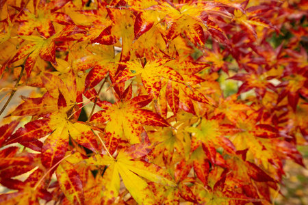 Detail of yellow and red maple leaves