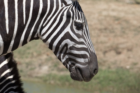 Zebra head closeupの写真素材