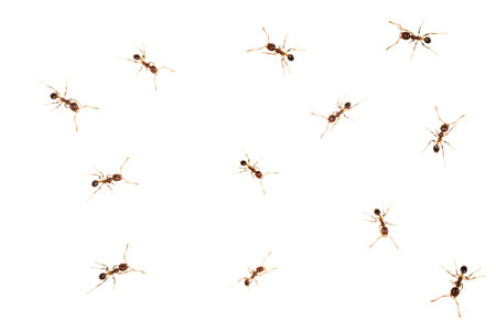 Tarantula spider close-up on a stone background. Macrosの写真素材