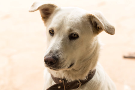 White dog with brown collar looking at the camera. Selective focus.