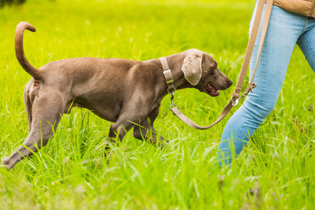 Weimaraner dog on leash with owner. Cut that makes the woman unrecognizable. Park with footpath and green lawn and bright light.の写真素材