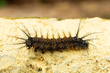 a detailed close-up of a spiny caterpillar (Hemileuca maia) in its natural habitat. Represents...