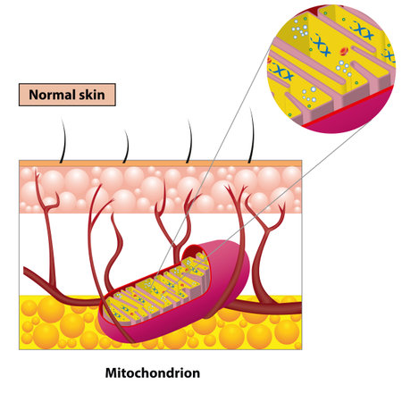 Structure mitochondrion organelle found in most eukaryotic cells vector diagramのイラスト素材