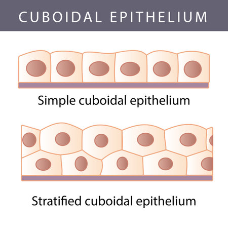 Medical illustration of the Different Epithelium Structure Typesのイラスト素材