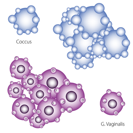 Bacteria infecting human, vector illustration  of Coccus and Gardnerella vaginalisのイラスト素材