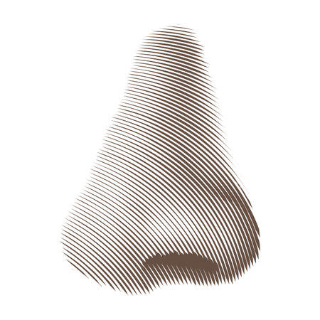 Vector Illustration of Etched or Engraved Noseのイラスト素材