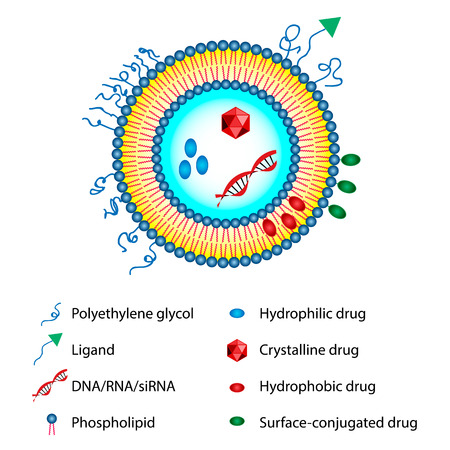 Medical vector illustration of liposomes drug delivery systemのイラスト素材