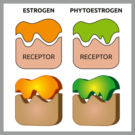 Medical vector illustration of difference between estrogen and phytoestrogen receptorsのイラスト素材