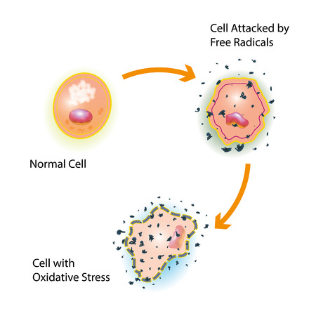 Oxidative stress of a healthy cell caused by an attack of free radicalsの写真素材