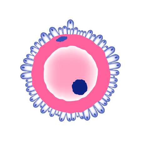 Simplified female ovule structureのイラスト素材