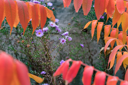 Wild autumn violet flowers behind orange leavesの写真素材