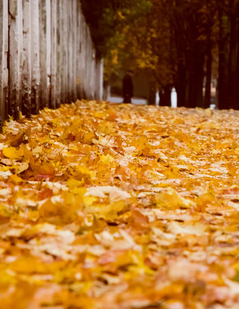 Autumn landscape with a lot of fallen yellow leaves in the foreground and an elderly man in a beret in the backgroundの写真素材