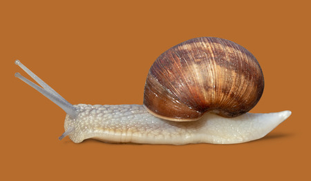 Grawling garden snail isolated on orange color background, close-up macro side viewの写真素材