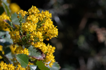 Mahonia aquifolium, Holly-leaved barberry, Holly-leaf Oregon-grape in blossoms. Close up macro view with a blank space for text.の写真素材