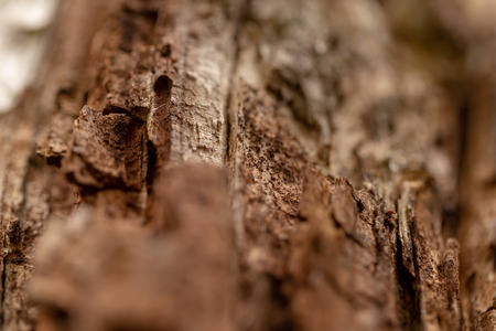 Close up old bark tree texture. Macro view. Looks like a rock for mountaineeringの写真素材