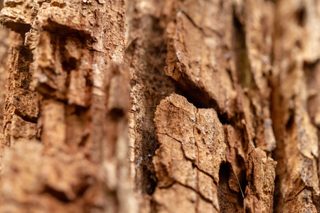 Close up old bark tree texture. Macro view. Looks like a rock for mountaineeringの写真素材