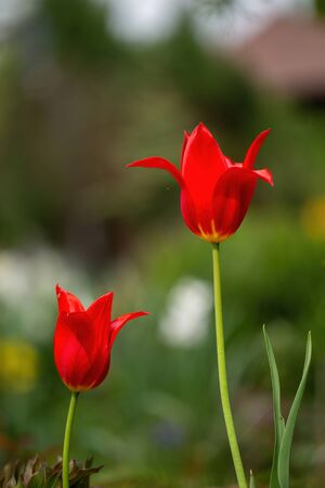 Two red tulips among green grass in the garden at a spring day.の写真素材