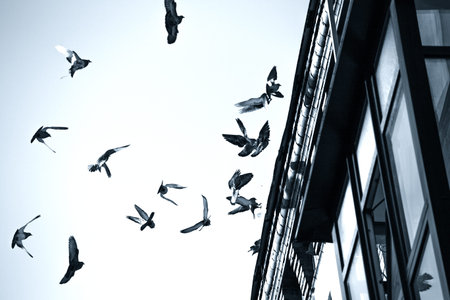 A flock of pigeons landing on the roof of an old house. Black and white toned photo.の写真素材