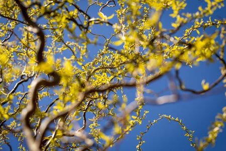Young seedling of weeping willow agianst spring blue sky. Curly branches flowering with green and yellow foliage, close-up low angle bottom viewの写真素材
