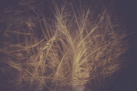 White soft and smooth feather texture background. Close-up view, macro photographyの写真素材