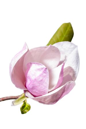 Magnolia flower with green leaf on branch isolated on white background. Close-up viewの写真素材