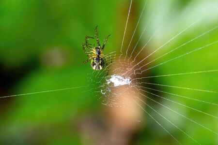 Spider on a spider web in the forest with natural green blur background. Close-up macro viewの写真素材