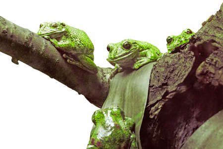Three green frogs resting and relaxing on a tree branch isolated on a white backgroundの写真素材