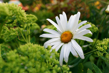 Garden chamomile flowering plant in natural green environment outdoors. Close-up viewの写真素材