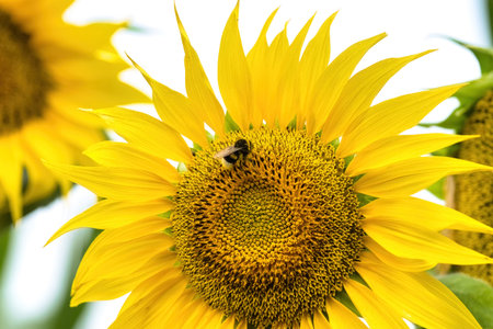 Beautiful yellow flower of sunflower with pollinated bumblebee. Late summer nature background