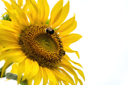 Beautiful yellow flower of sunflower with pollinated bumblebee. Late summer nature backgroundの写真素材
