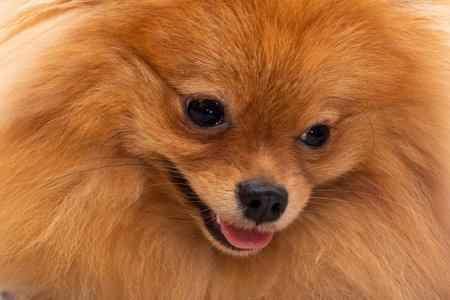 Puppy pomeranian dog, age 9 months, cute pets at home, close-up portraitの写真素材